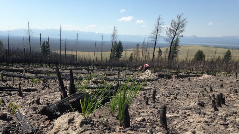 As climate warms, overlapping wildfires are changing forest resilience