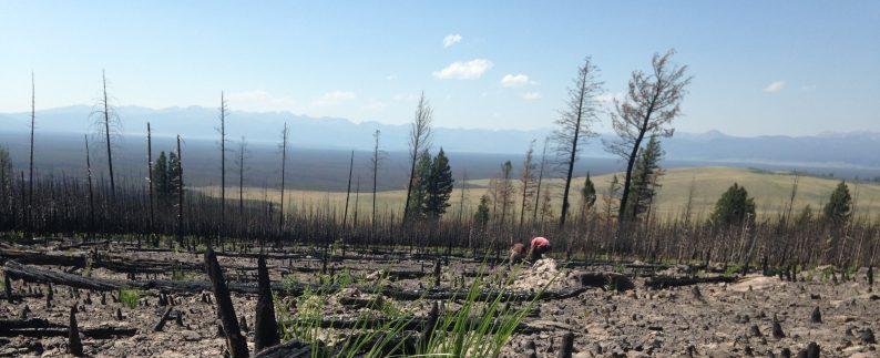 As climate warms, overlapping wildfires are changing forest resilience