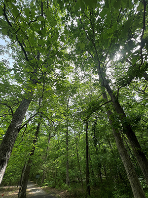 Henrico Extension to host Urban Tree Weather Preparedness program June 22 - Henrico County, Virginia