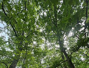 Henrico Extension to host Urban Tree Weather Preparedness program June 22 - Henrico County, Virginia