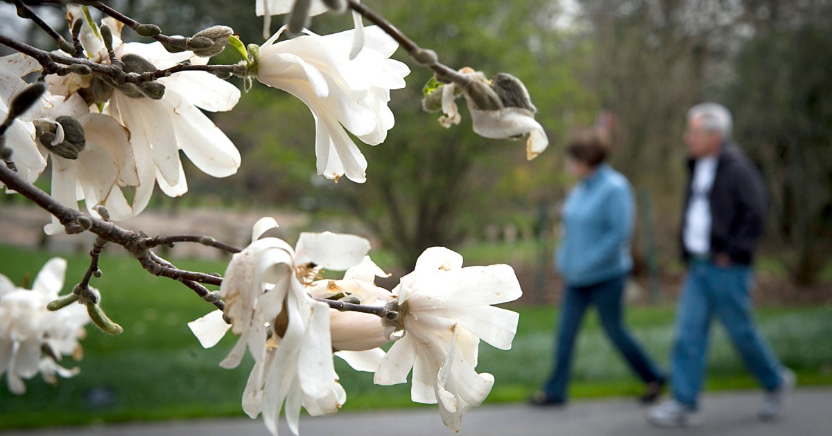 Climate change giving some adults pollen allergies for the first time