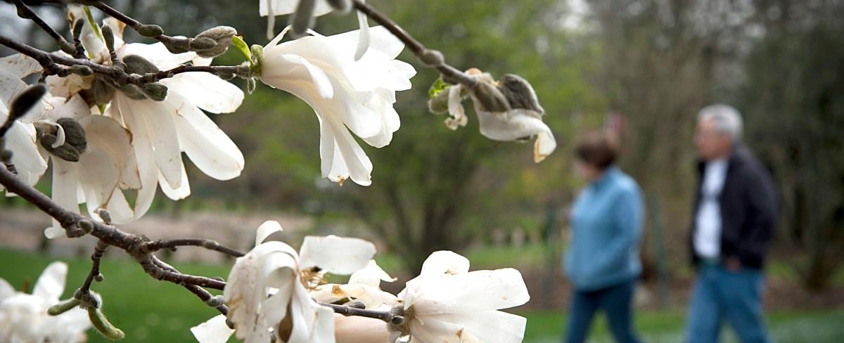 Climate change giving some adults pollen allergies for the first time