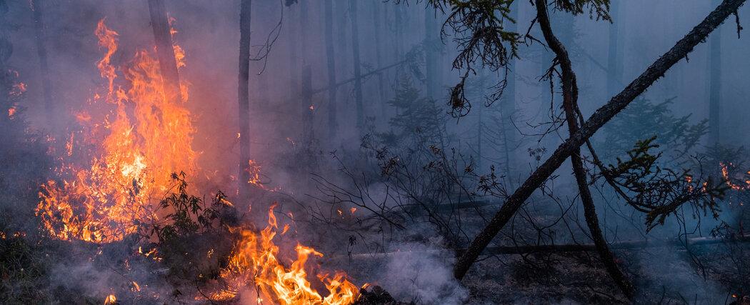 Canadian Wildfires, Bigger Than Ever, Test Foreign Firefighters