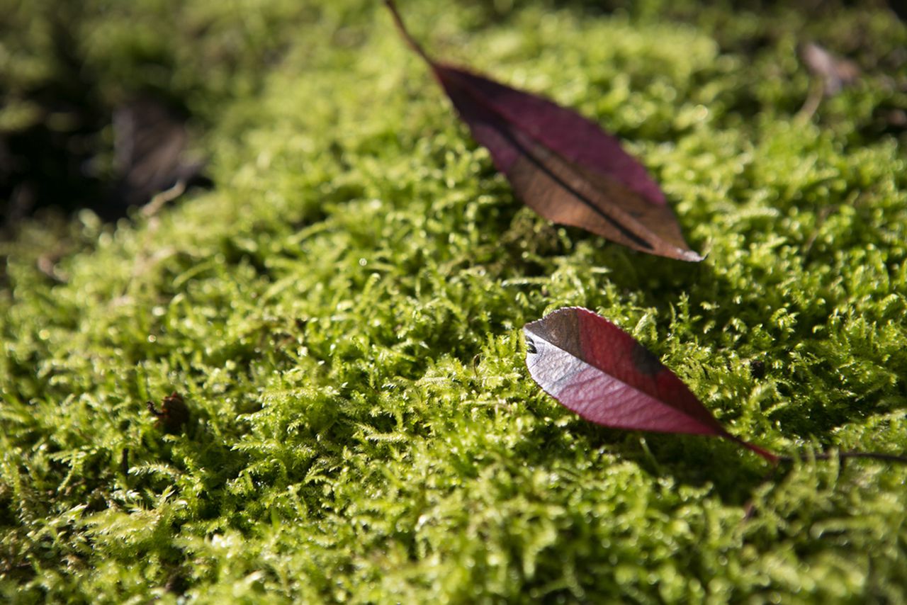 Mosses are fuzzy, squishy warriors in the fight against climate change