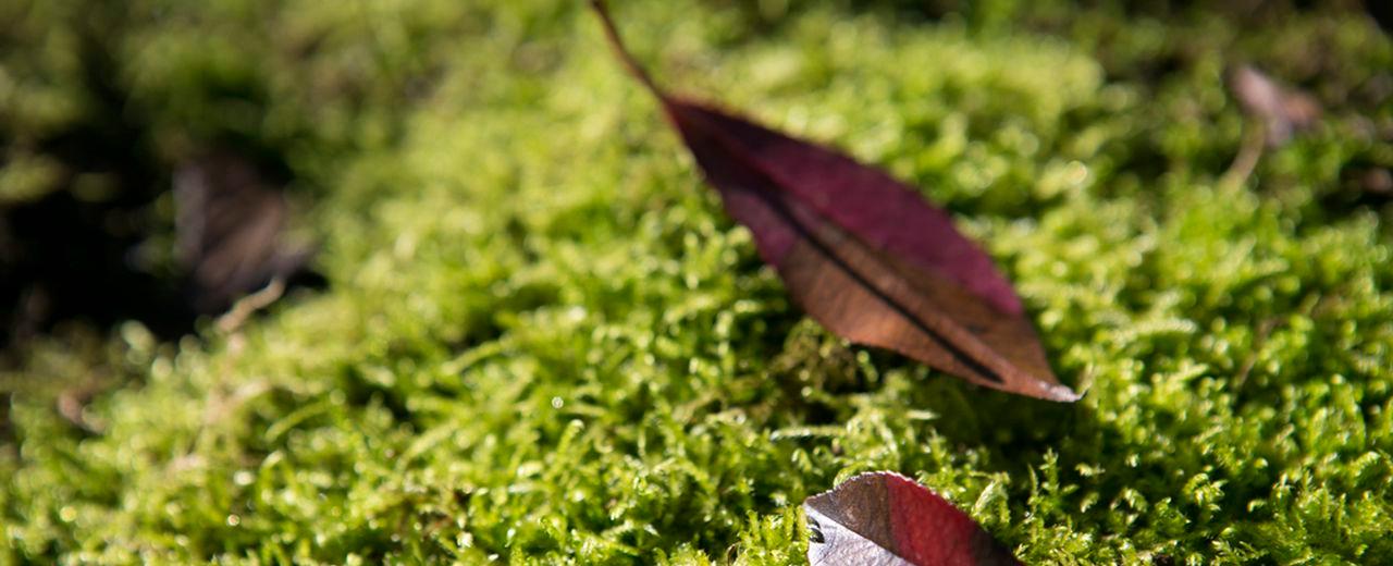 Mosses are fuzzy, squishy warriors in the fight against climate change