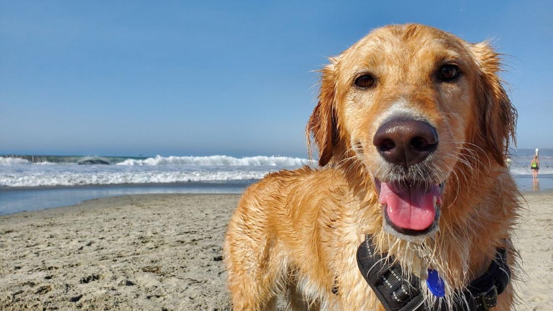 Is it too hot to walk your dog? 5 safety tips for summer weather