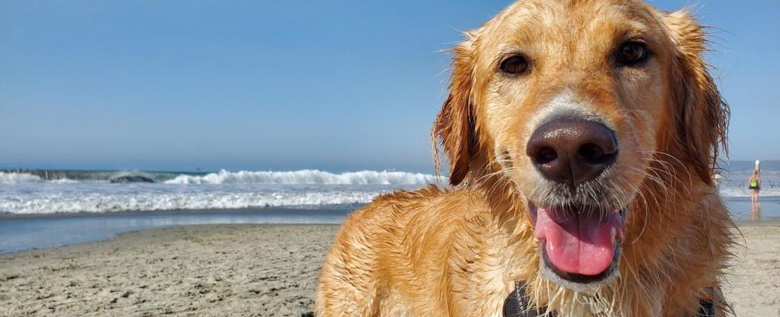 Is it too hot to walk your dog? 5 safety tips for summer weather