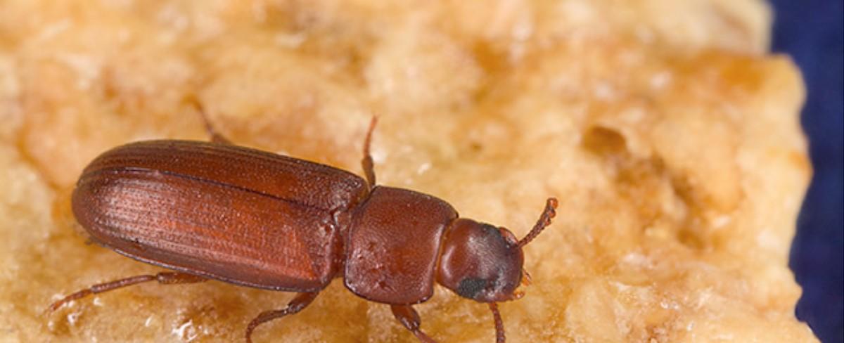 Climate Change May Practically Sterilize Male Insects