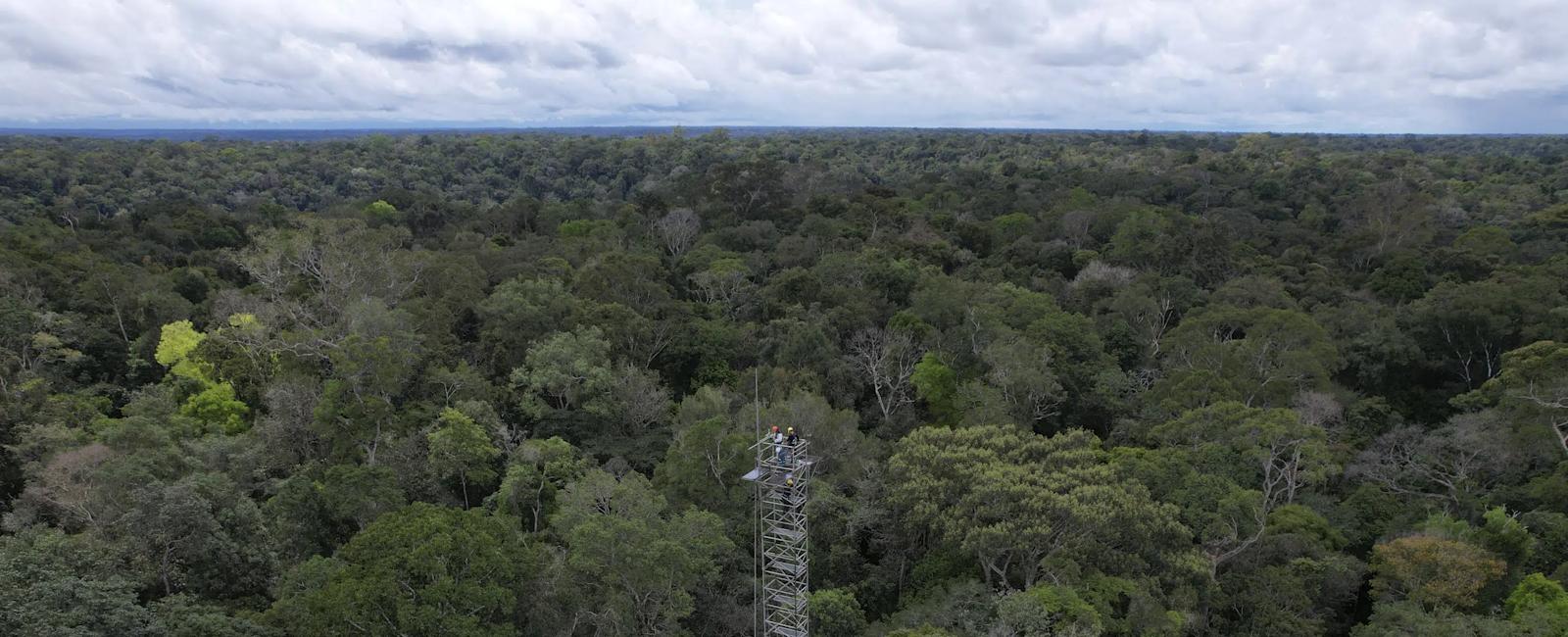 Brazil builds 'rings of carbon dioxide' to simulate climate change in the Amazon