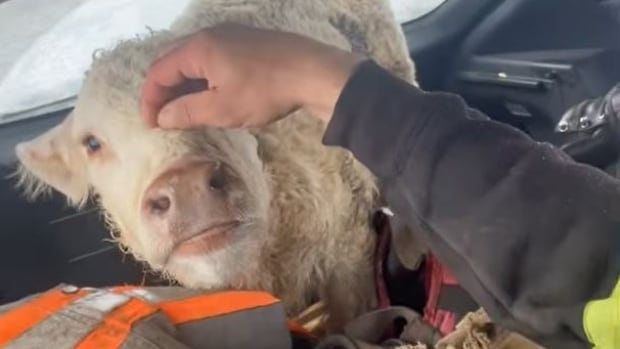 Manitoba men earn social media fame for rescuing newborn calf after spring snow storm | CBC News