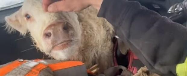 Manitoba men earn social media fame for rescuing newborn calf after spring snow storm | CBC News