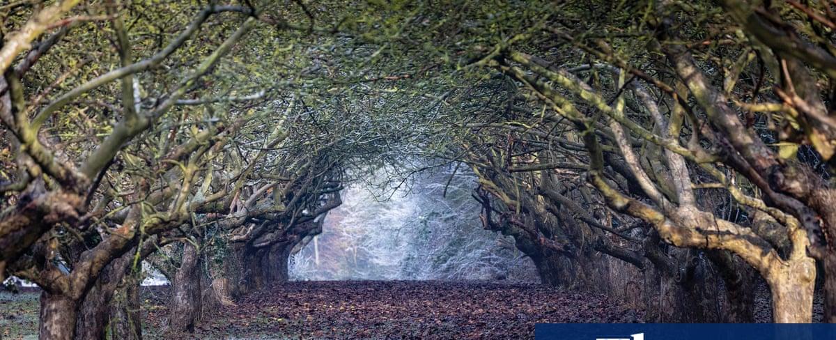 Hundreds of trees to be felled for Cambridge bus route to tackle climate change