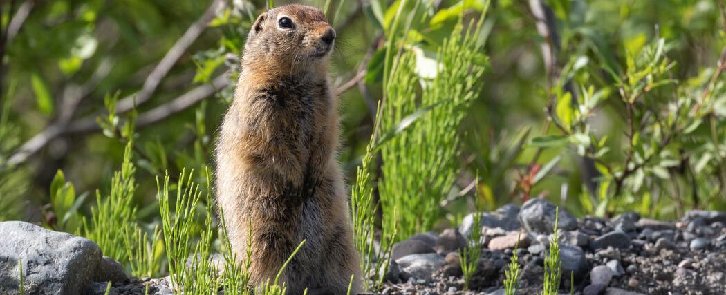 Arctic Squirrels Have a Climate Change Problem