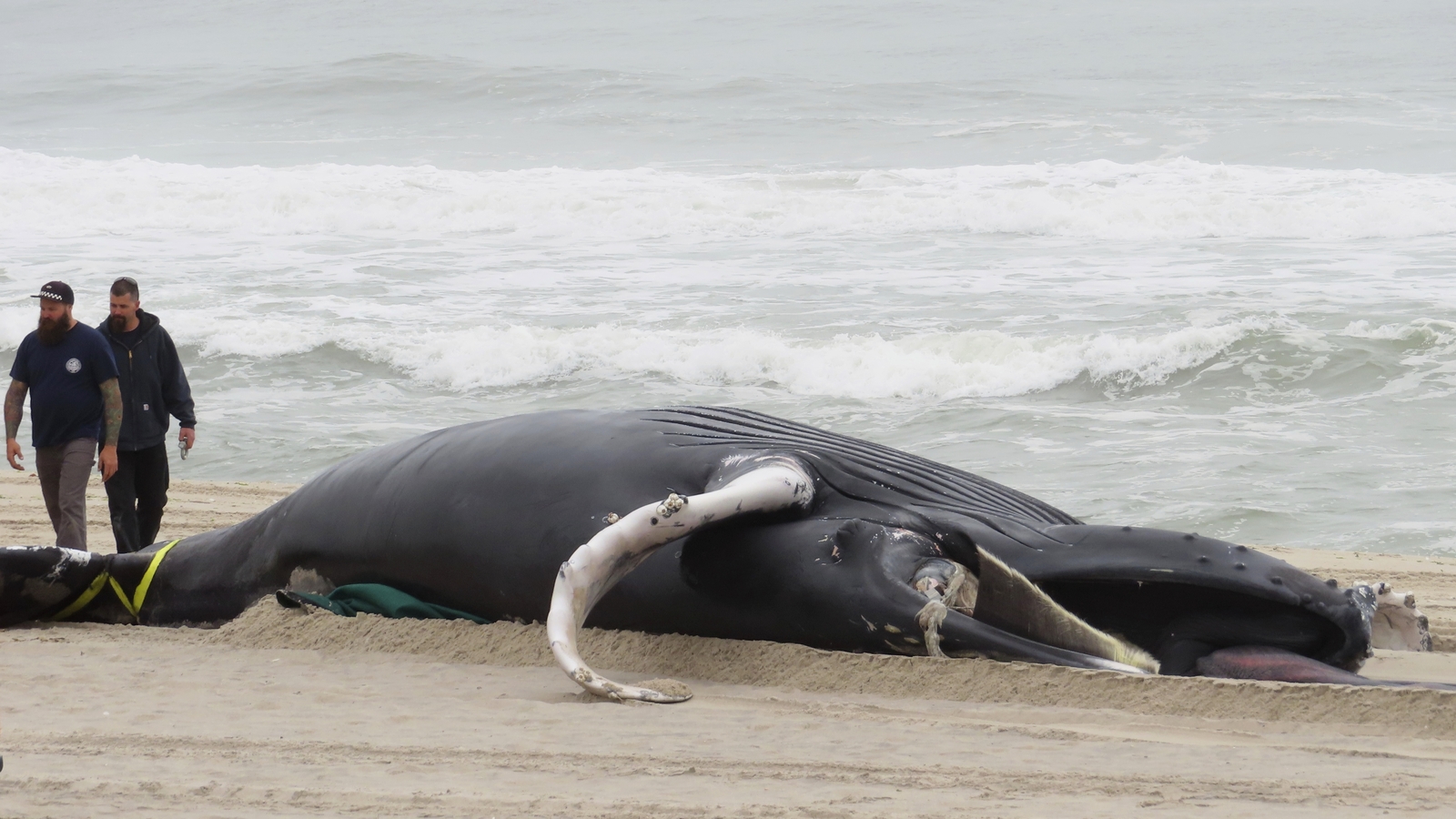 Democratic panel says climate change, not wind prep, is threat to whales