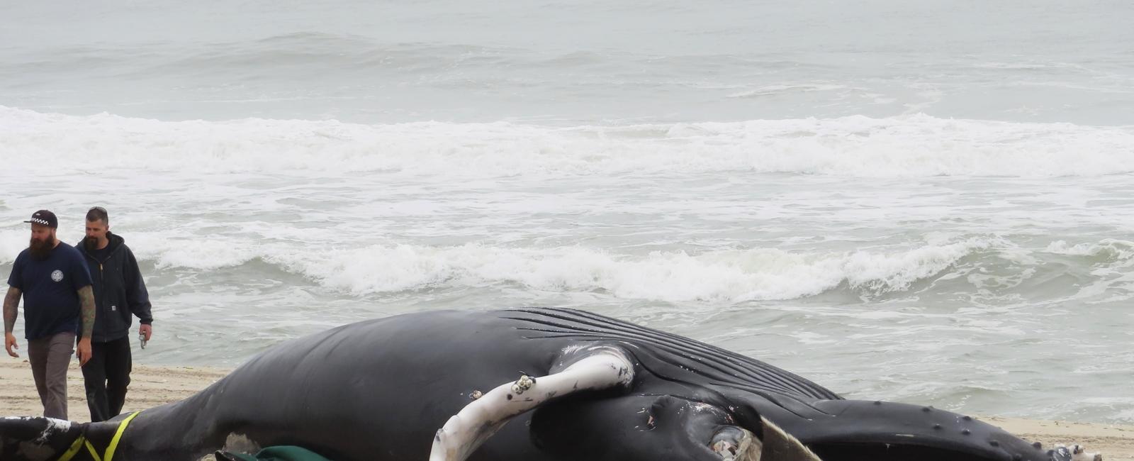Democratic panel says climate change, not wind prep, is threat to whales