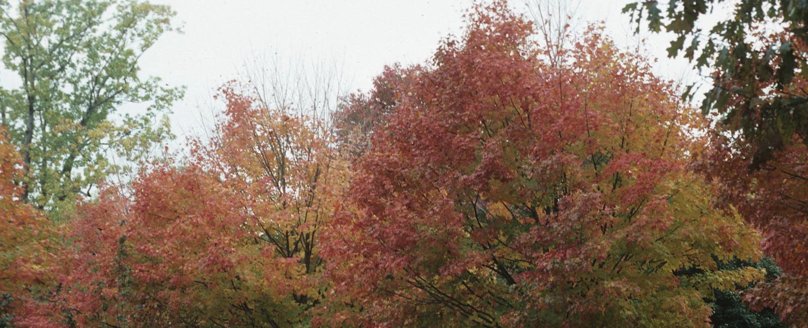 For Arbor Day, plant a tree resilient to climate change