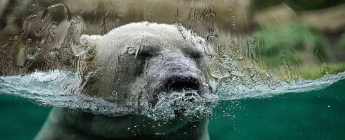 Explained: How climate change is threatening the future of wildlife | Flipboard