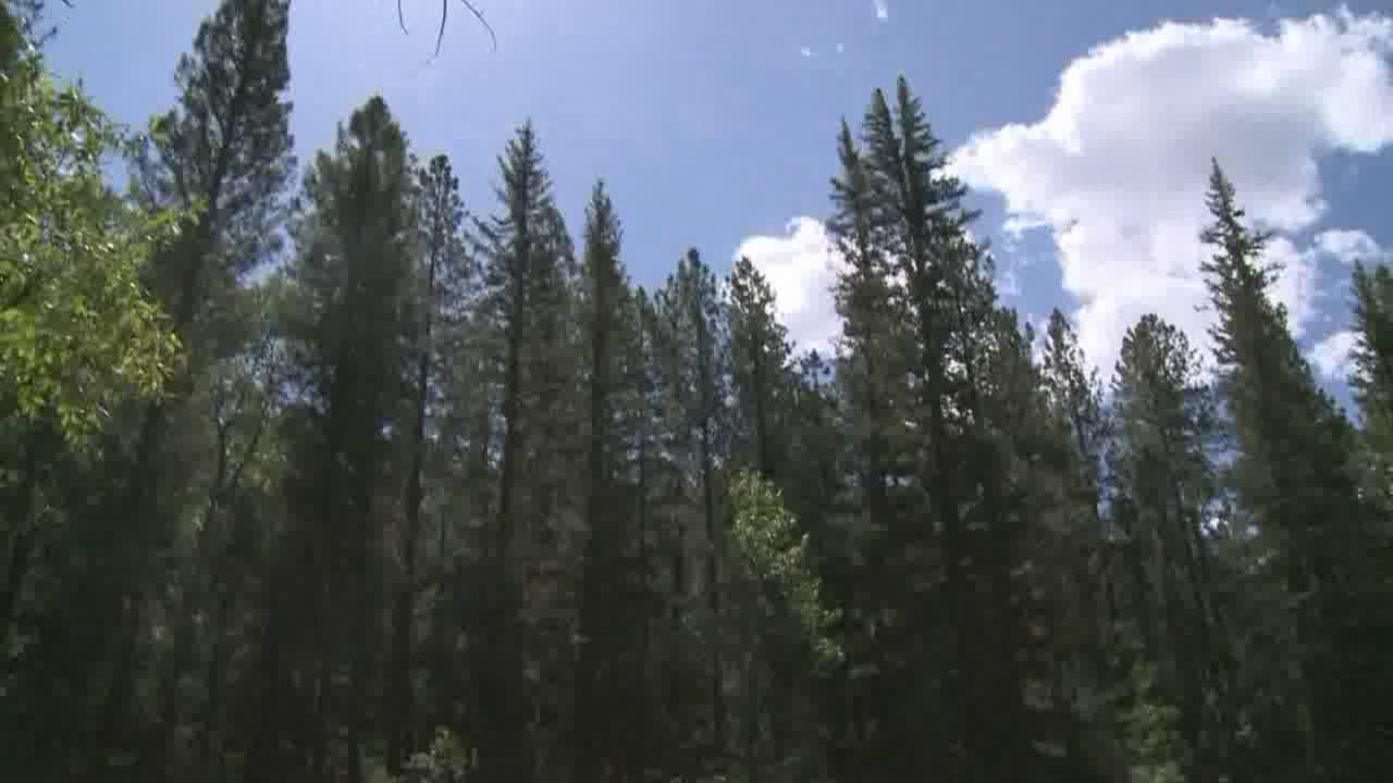 Potential floods in Santa Fe National Forest