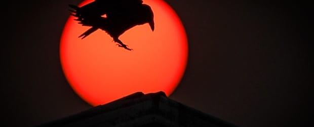 Study links rise in extreme wildfires to emissions from oil companies | CBC News