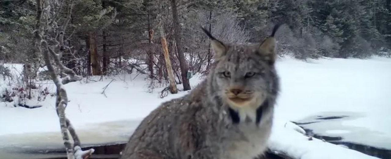 Researchers work to save lynx from extinction amid worsening Washington wildfires