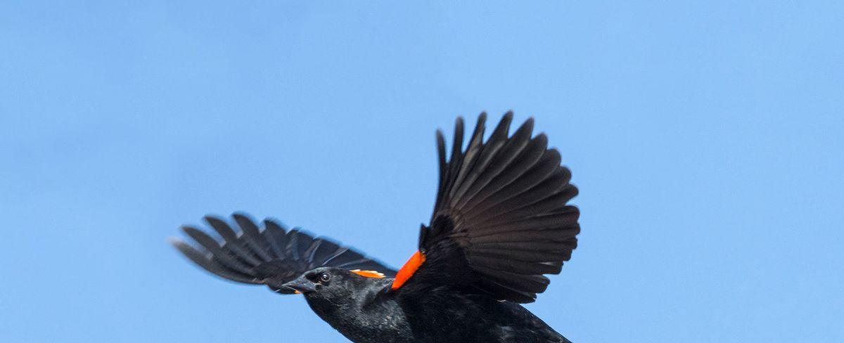 Weather whiplash: How climate change killed thousands of migratory birds