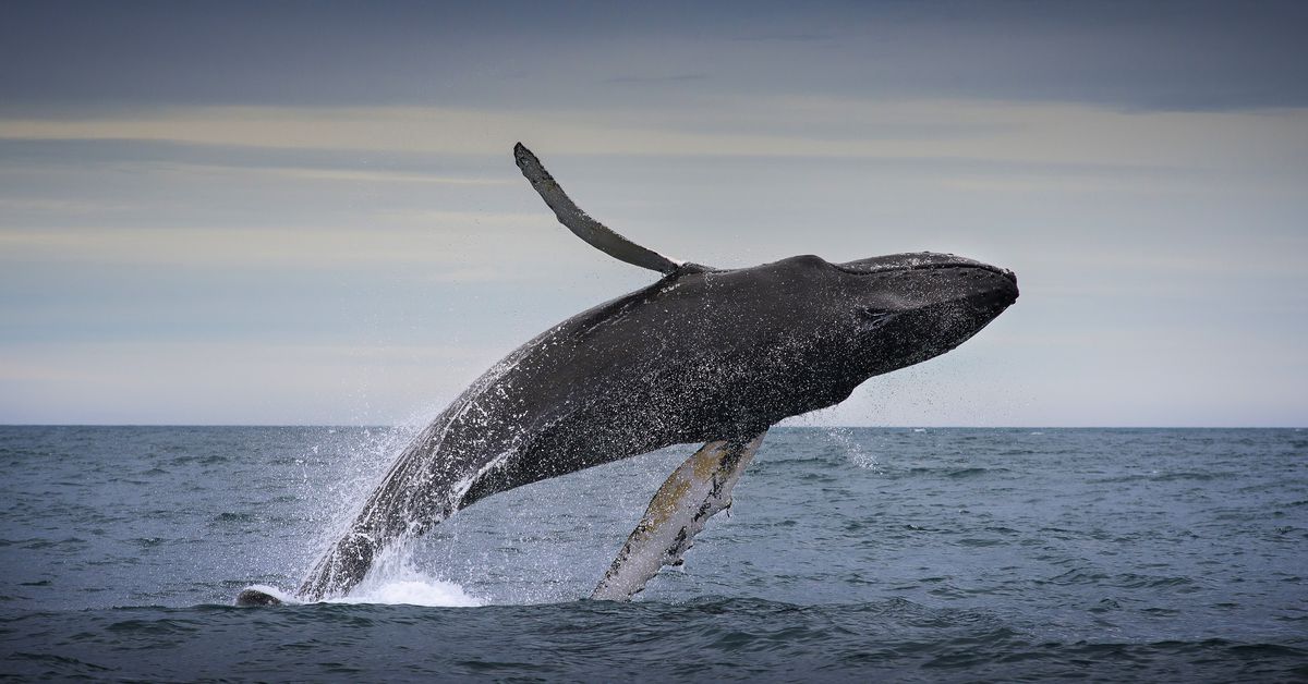 Fishing and climate change threaten the open ocean. The high seas treaty could help.