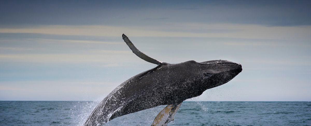 Fishing and climate change threaten the open ocean. The high seas treaty could help.