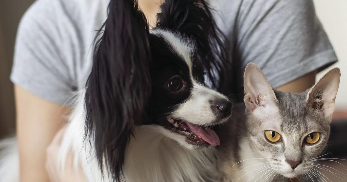 Humane society offers severe weather pet safety tips