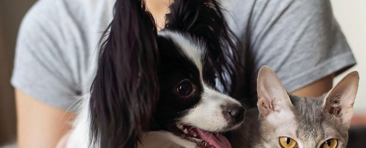 Humane society offers severe weather pet safety tips