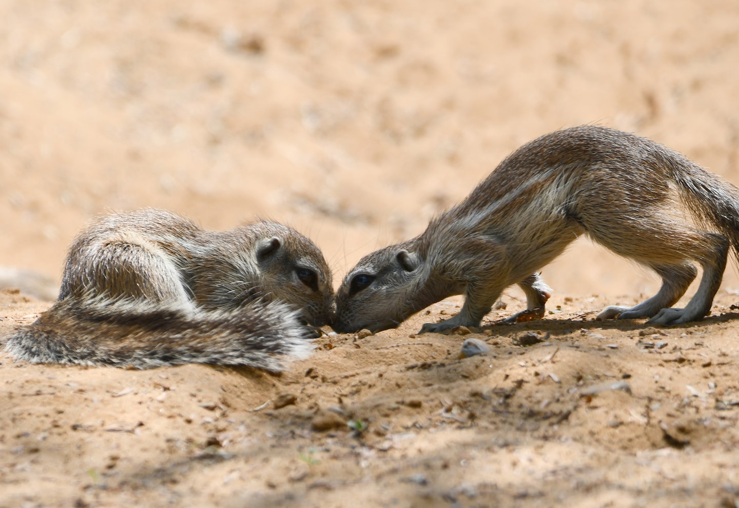New research hints at how climate change is affecting some squirrels