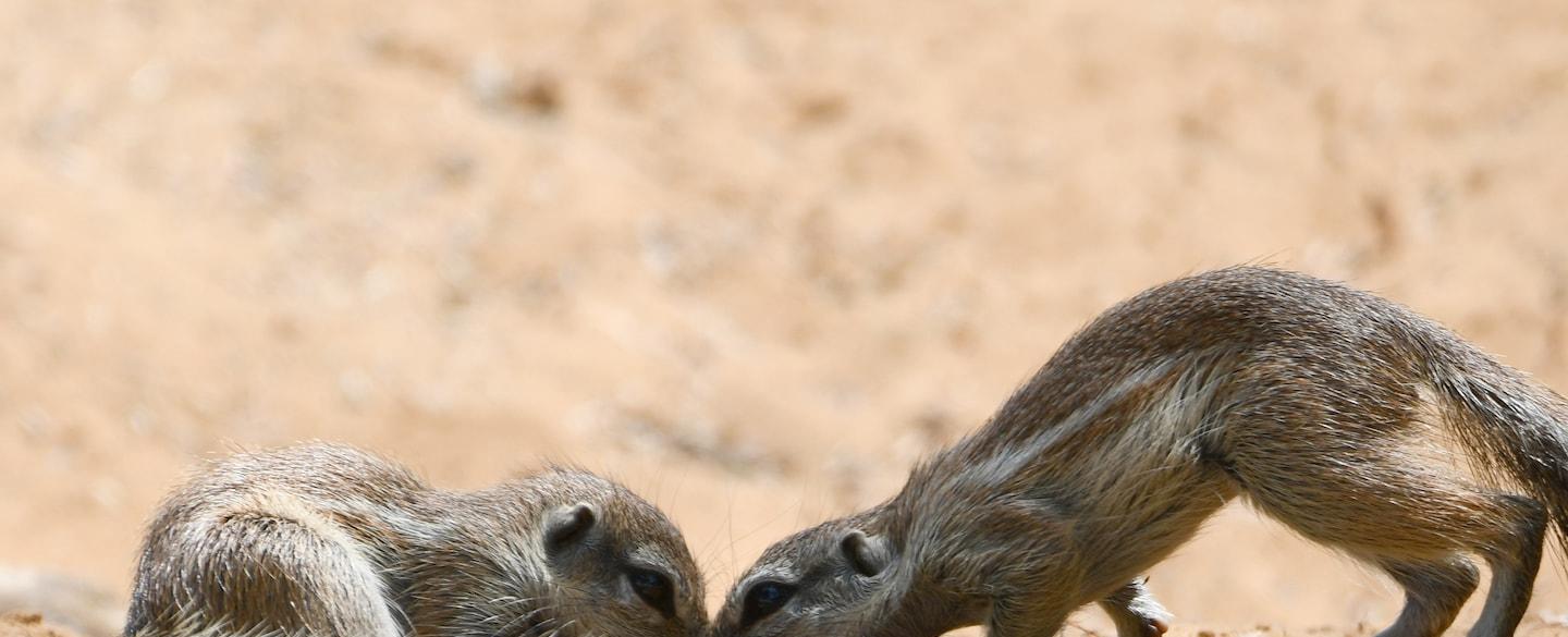 New research hints at how climate change is affecting some squirrels