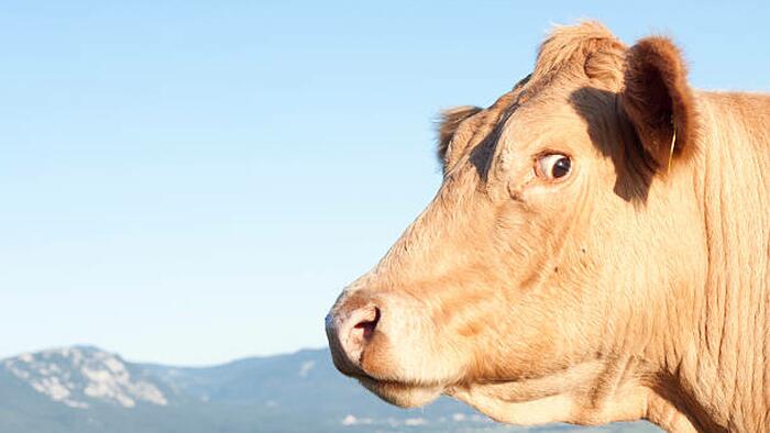 Ireland Mulls Over Plan To Kill 200,000 Cows To Fight Climate Change