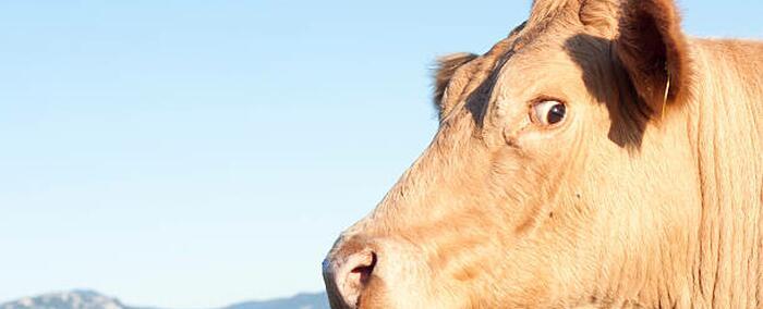 Ireland Mulls Over Plan To Kill 200,000 Cows To Fight Climate Change