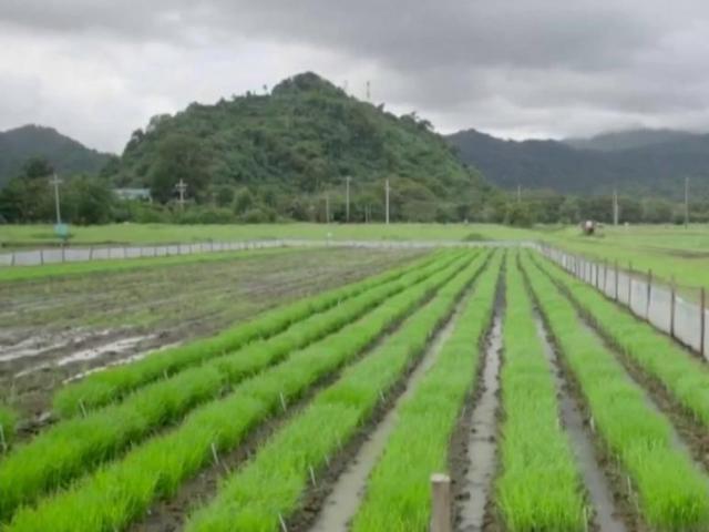 Researchers face pressure to modify crops under extreme weather