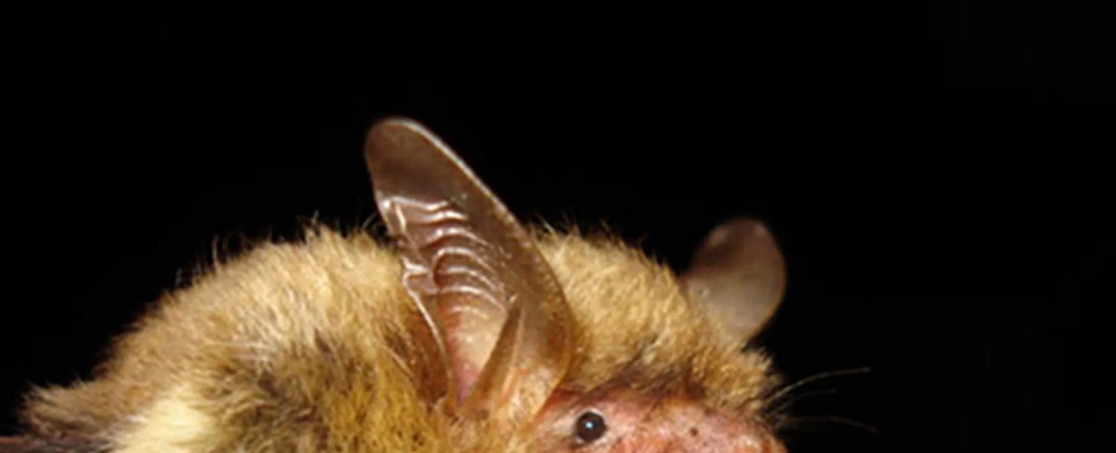 Report: Climate change, disease imperil North American bats