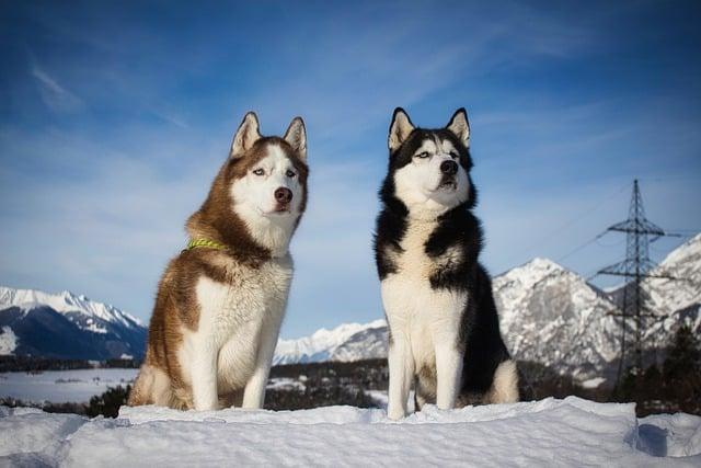 Husky Winter Survival Guide: Safety Tips for Cold Weather