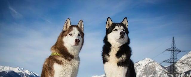Husky Winter Survival Guide: Safety Tips for Cold Weather