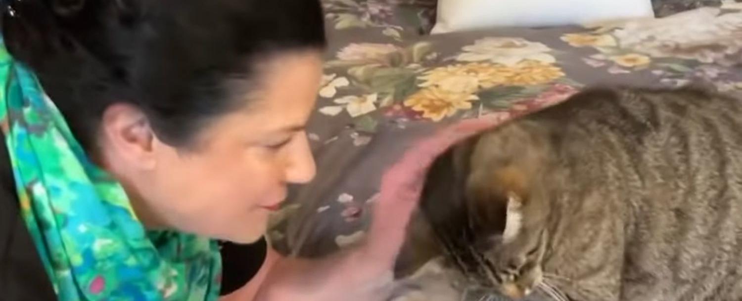 Cat Reunites With Owner 6 Years After Going Missing During Wildfires