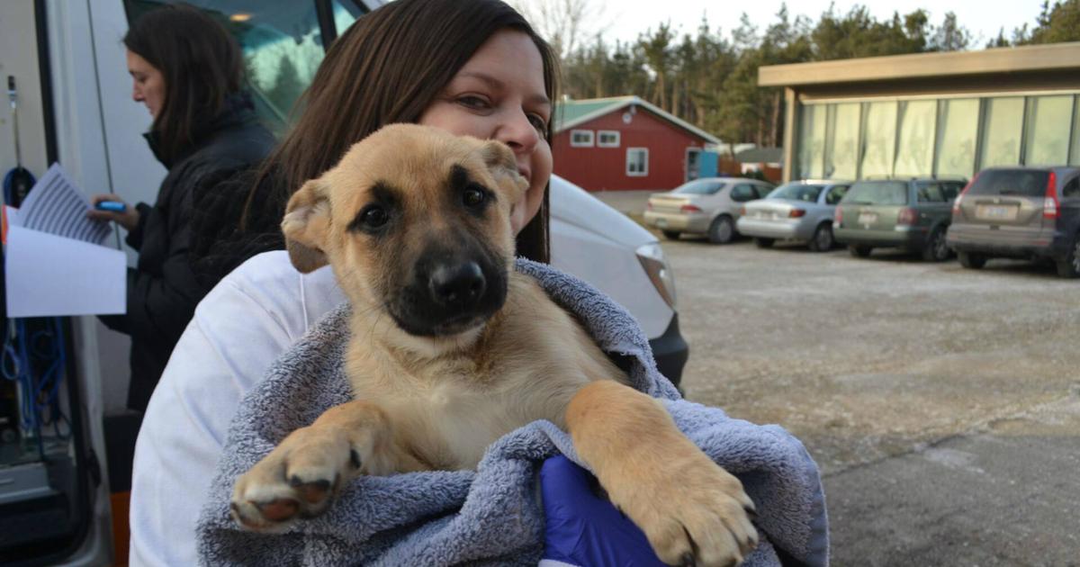 Dane County Humane Society to assist Arkansas shelters after tornados, take in dogs