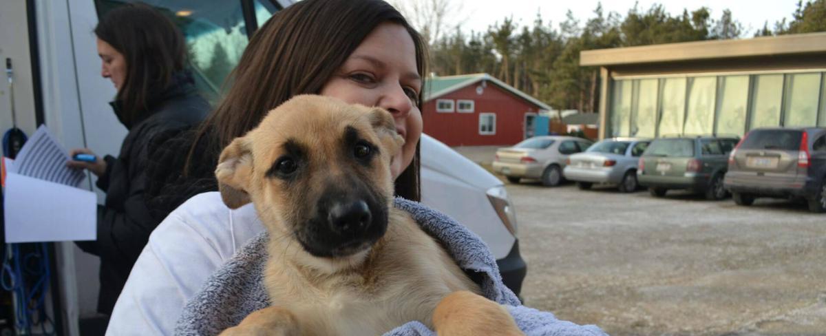 Dane County Humane Society to assist Arkansas shelters after tornados, take in dogs