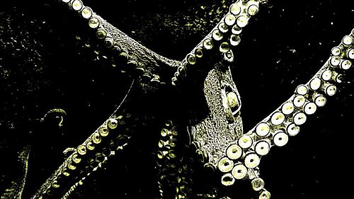 DNA From Two Octopus Species Just Revealed a Serious Warning About Global Climate Change | Flipboard