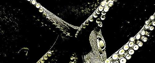 DNA From Two Octopus Species Just Revealed a Serious Warning About Global Climate Change | Flipboard