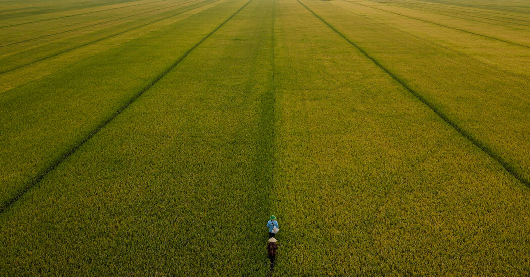 How Global Rice Farming Is Being Transformed by Climate Change