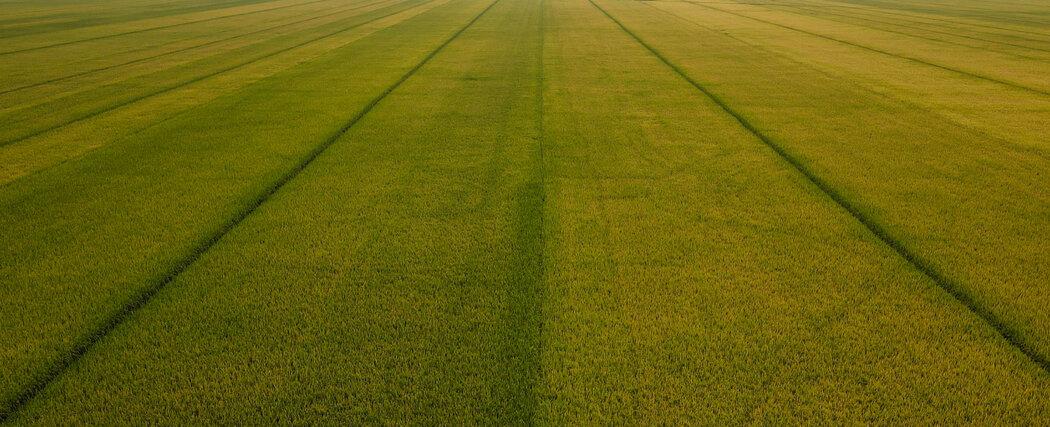 How Global Rice Farming Is Being Transformed by Climate Change