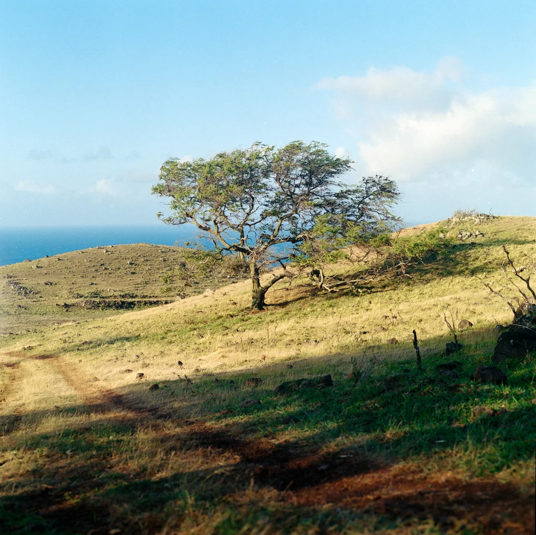 schultz-flogerg-maui-tree