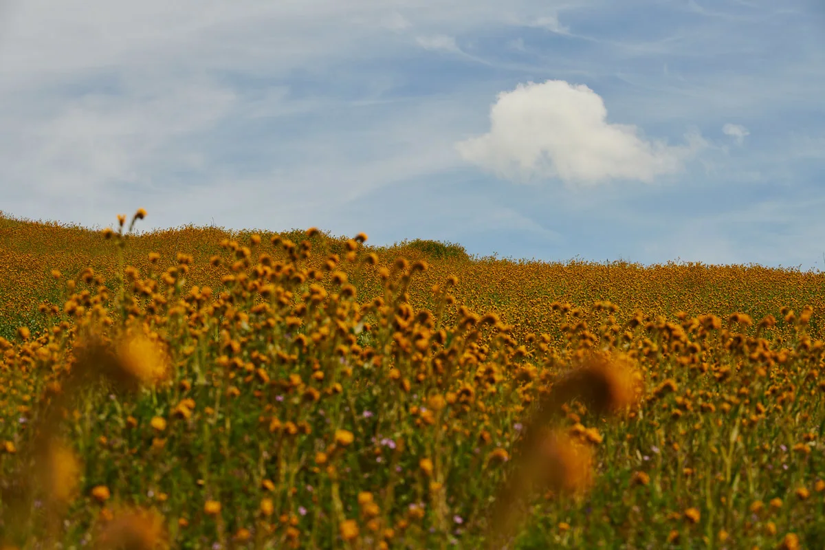 linnea-bullion-carrizo-plain-superbloom-3