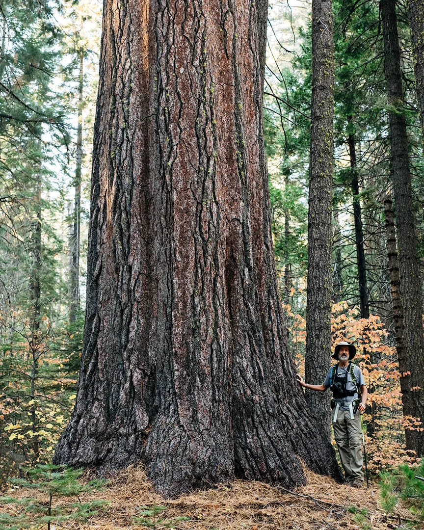 Worlds-Largest-Pine-Tree-Gathering-Growth-1