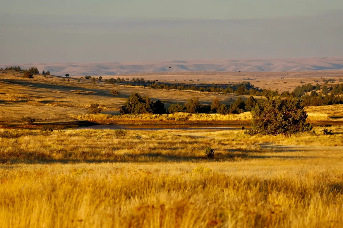shaniko-wool-company-imperial-stock-ranch-oregon-landscape