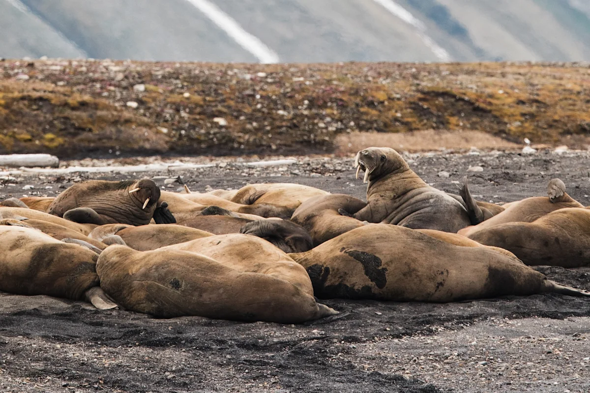 high-arctic-colors-svalbard-karthika-gupta-seals