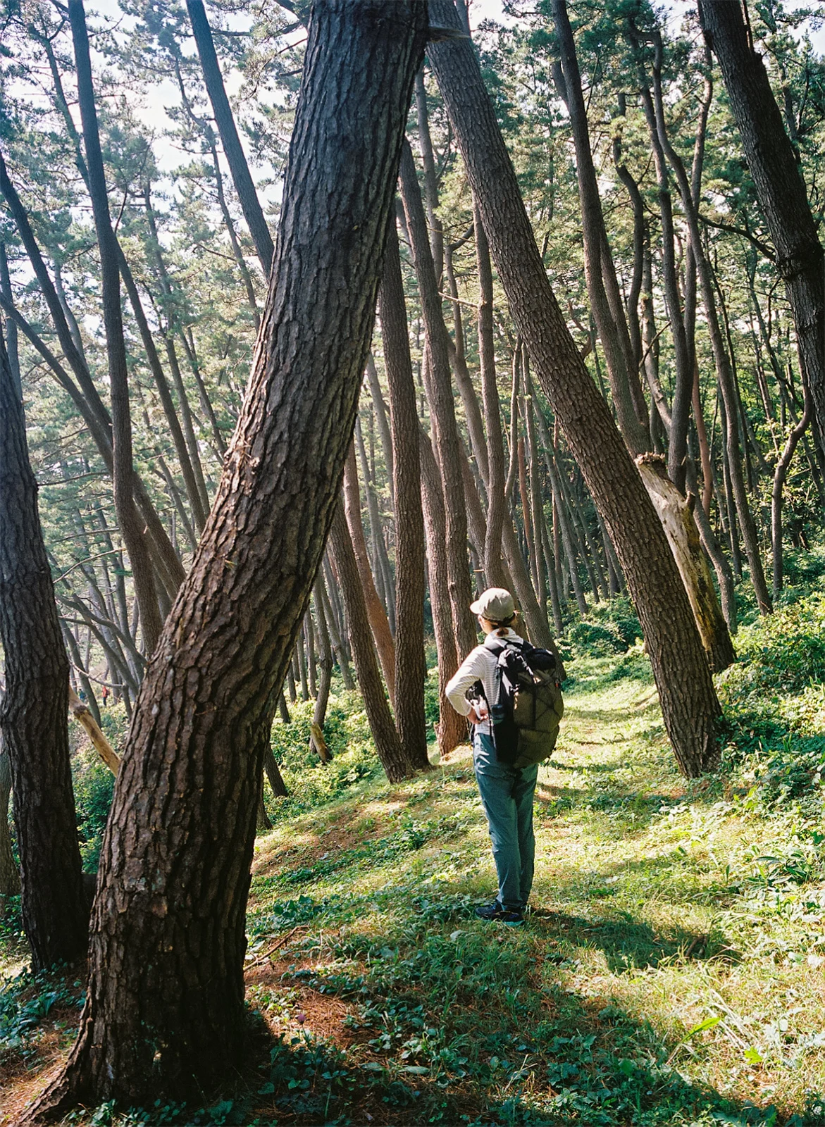 Michinoku-Coastal-Trail-Japan-11-Trail